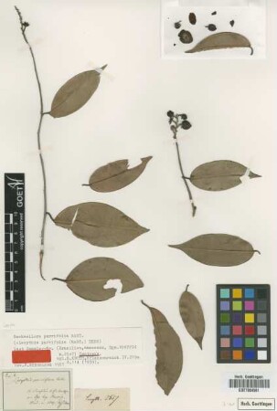 Lecythis parvifolia (Mart.) Berg [isotype]