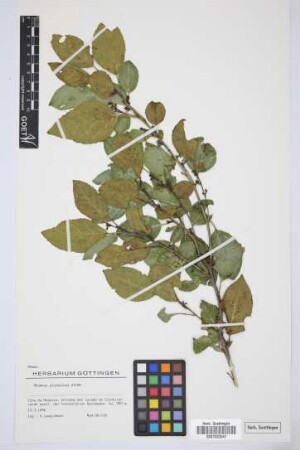 Rhamnus glandulosa Ait.