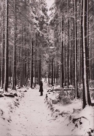 Lausitzer Bergland. Mönchswalder Berg. Weg im Fichtenhochwald