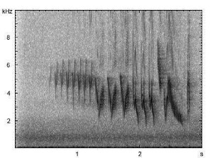 Buchfink | Fringilla coelebs - Gesang