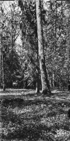 Wald : Blick in einen Hochwald