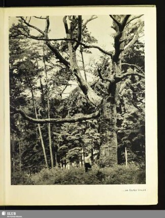 ... im Darßer Urwald