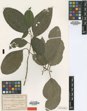 Henriettella membranifolia Cogn. [syntype]