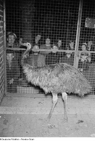 Emu im Leipziger Zoo