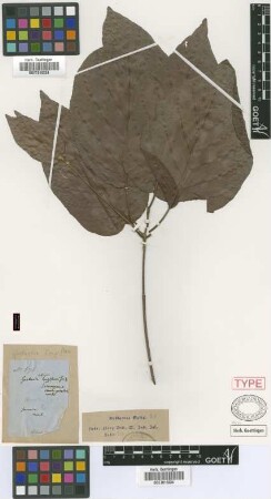 Guettarda longiflora Griseb. [syntype]