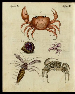 Merkwürdige Insecten.