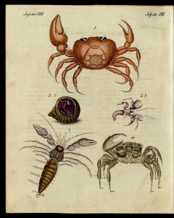 Merkwürdige Insecten.