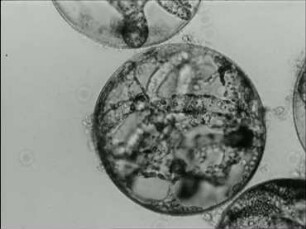 Lagenisma coscinodisci (Lagenidiales) - Vegetative Vermehrung in der Kieselalge Coscinodiscus granii