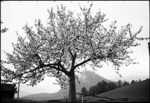 Bad Aussee: Baumblüte an der Pötschenstraße bei Bad Aussee, Berg unter Baum