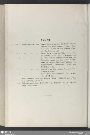 Tab. VII