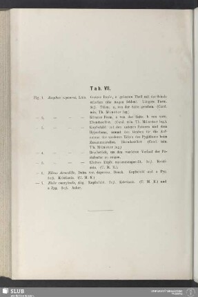 Tab. VII