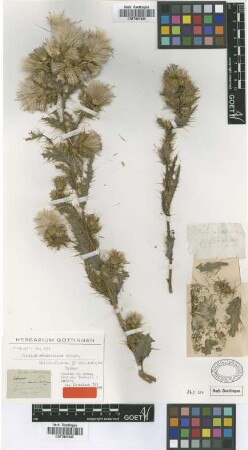 Cirsium candelabrum Griseb. [type]