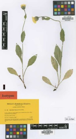 Hieracium faucisjovis Gottschl. [isotype]