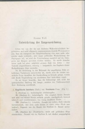 Erster Teil. Entwickelung der Raupenzeichnung.