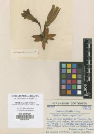 Gentiana clusii E.P.Perrier & Songeon