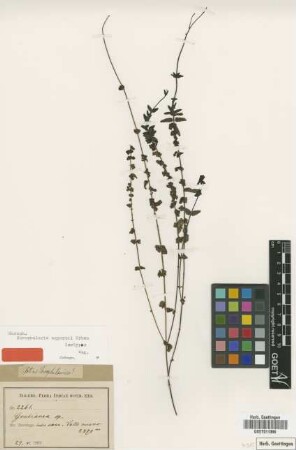 Scrophularia eggersii Urb. [isotype]