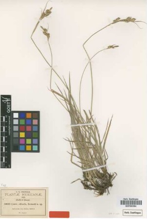 Carex ciliaris Fernald [type]