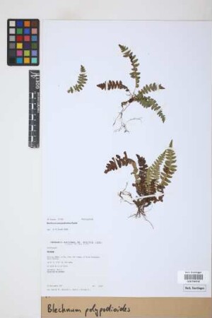 Blechnum polypodioides Raddi