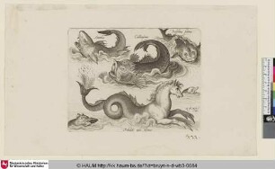 Acanthus; Callionijmus; Delphinus fictitius; Fabulosus equus Neptuni [Acanthus, Callionymus, fiktionaler Delphin und fiktionales Seeross; A Callionymid, Fictional Dolphin, and a Fantasy Seahorse]