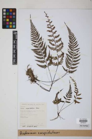 Asplenium cuspidatum Lam.