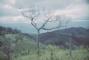 Reisefotos Karibik. Landschaft (vielleicht mit einer Kaffeeplantage mit Schattenbäumen)