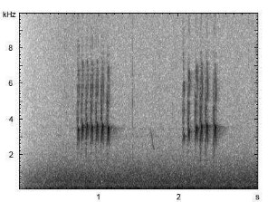 Haubenmeise | Lophophanes cristatus - Ruf