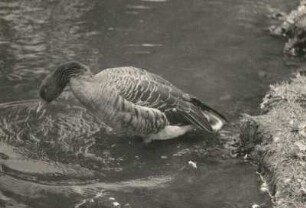 Graugans (Anser anser L.), im flachen Wasser stehend