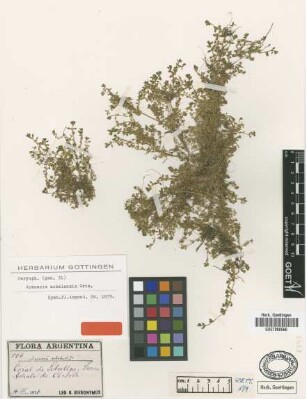 Arenaria achalensis Griseb. [type]