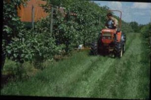 Fotografie: Obstbau, Schmalspurtraktor, Pflegegerät, Mulchgerät