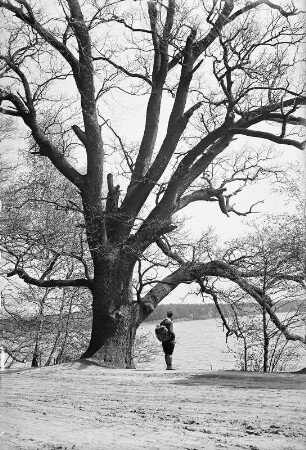 Deutschbaselitz, Eiche am Deutschbaselitzer Großteich mit Rudolf Zimmermann