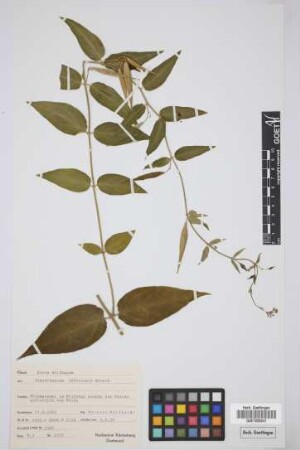 Vincetoxicum officinale Moench