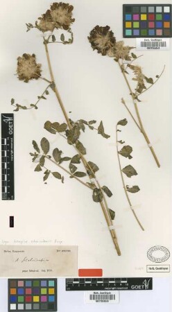 Astragalus schahrudensis Bunge [type]