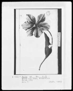 Georg Friedrich Heß, Blumenbuch — Voll erblühte Tulpe, Folio 7recto