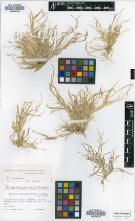 Eriochloa fatmensis (Hochst. & Steud.) Clayton
