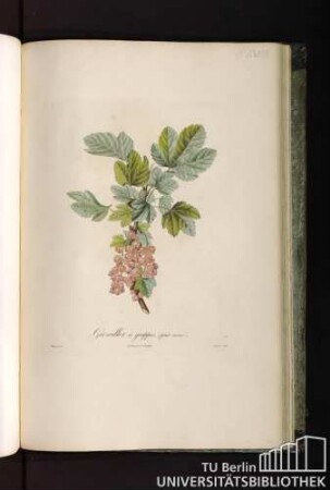 Pl. LXVIII. Groseiller à grappes, (fruit carné).