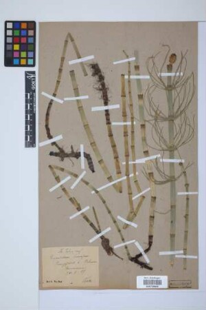 Equisetum fluviatile L.
