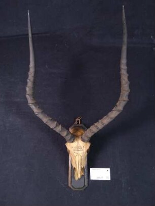 Aepyceros melampus