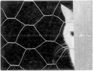 Katze blickt durch Maschendrahtzaun