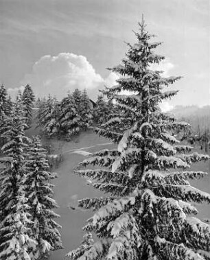 Winterbilder. Verschneite Nadelbäume