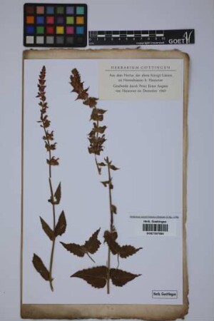 Salvia sclarea L.