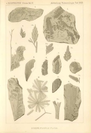 Schenk, Fossile Flora