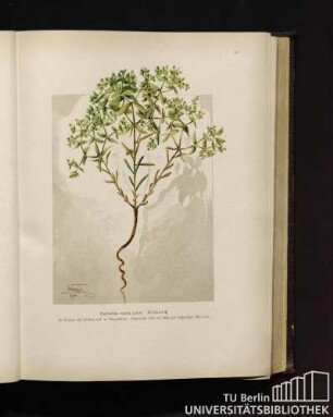 Euphorbia ezigna Linné. Wolfsmilch.