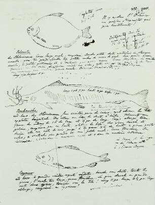 Seite aus dem Reisetagebuch IV (f. 172 r) mit Darstellung und Beschreibung von Fischen