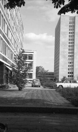 Bonn: [Tulpenfeld]