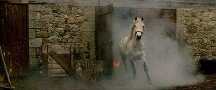 Die Legende der weißen Pferde