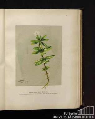 Asperula odorata Linné. Waldmeister.