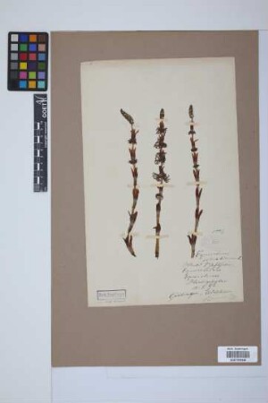 Equisetum sylvaticum L.