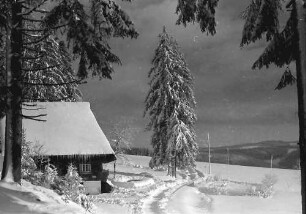 St. Märgen: Weg im Schnee zur Rankmühle; mit Tanne