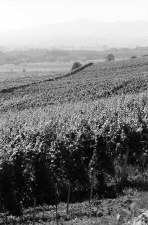 Malterdingen: Weinberge