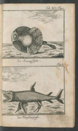 Tab. XVI. Fig. 1. der Krampffisch. Fig. 2. der Menschenfresser